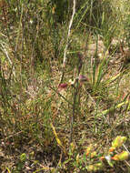 Calochilus paludosus R. Br.的圖片