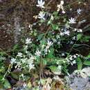 Plancia ëd Micranthes clusii subsp. lepismigena (Planellas) Gornall