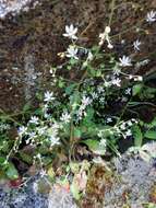 Plancia ëd Micranthes clusii subsp. lepismigena (Planellas) Gornall