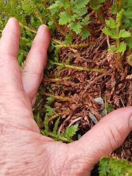 Image of Polystichum cystostegia (Hook.) Armstr.