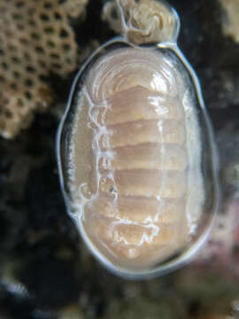 Image of Leptochiton cascadiensis Sigwart & C. Chen 2017