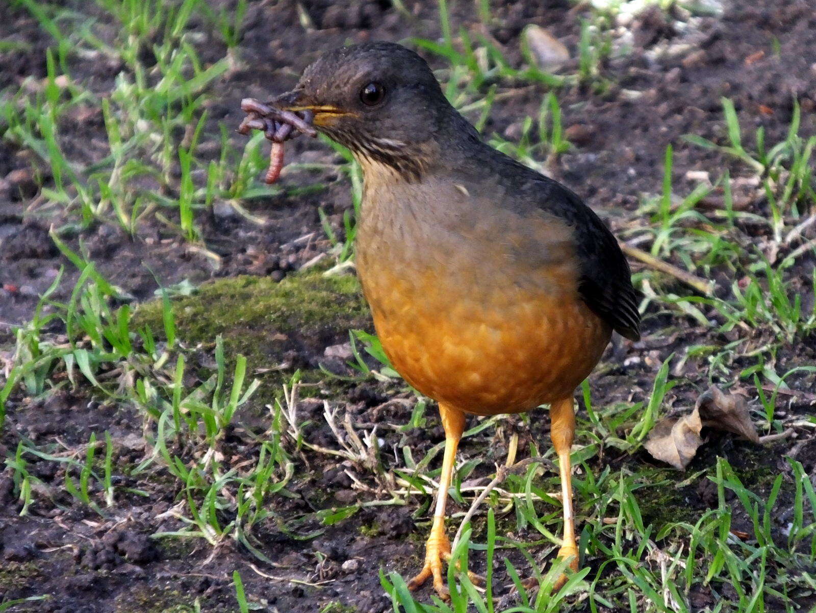 Image of Turdus olivaceus olivaceus Linnaeus 1766