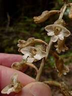 Image of Gastrodia cunninghamii Hook. fil.