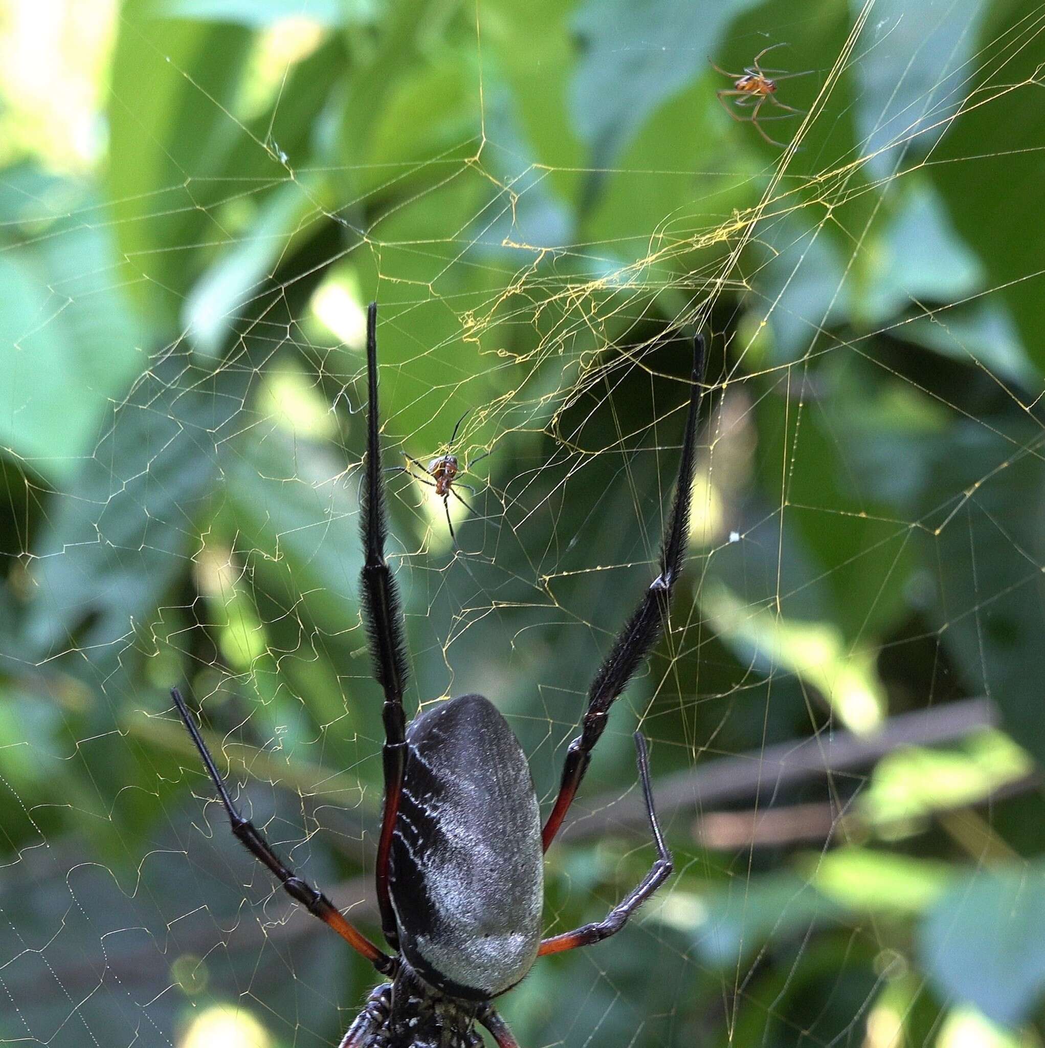 Imagem de Nephila comorana Strand 1916