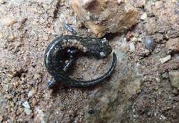 Image of Santa Cruz Black Salamander