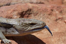 Image of Tiliqua scincoides scincoides (White 1790)