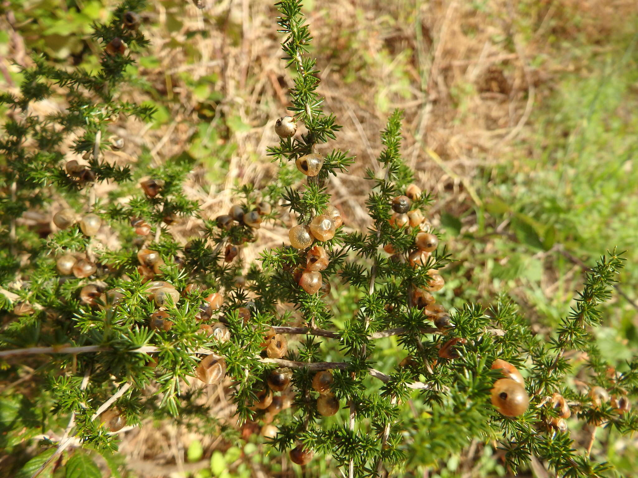 Image of Spiny Asparagus