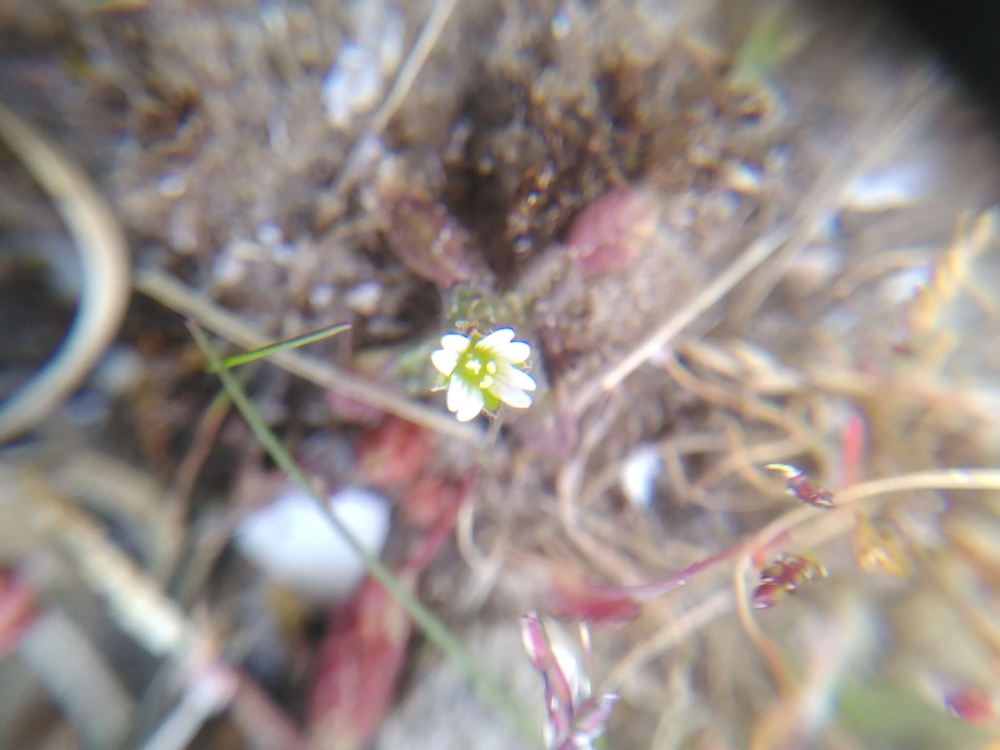 Plancia ëd Cerastium diffusum Pers.