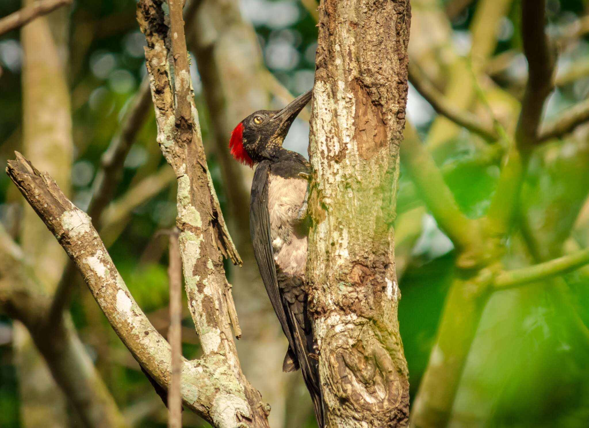 Image of White-bellied Woodpecker