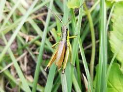 Podismopsis poppiusi (Miram 1907)的圖片