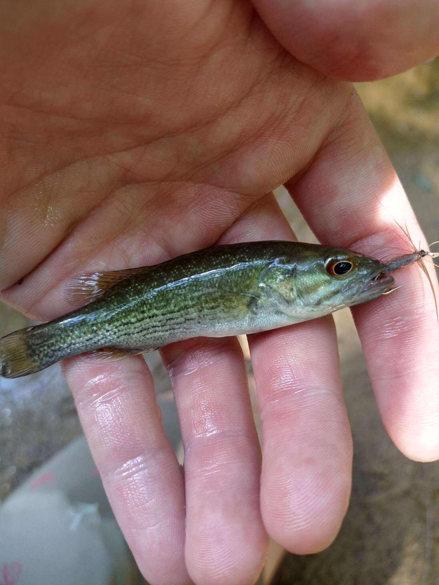 Image de Micropterus tallapoosae Baker, Johnston & Blanton 2013