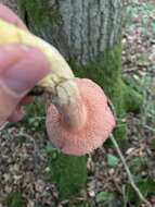 Image of Rubinoboletus