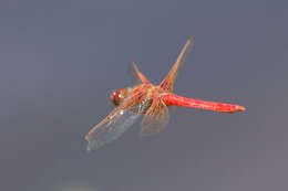 Image of Cardinal Meadowhawk