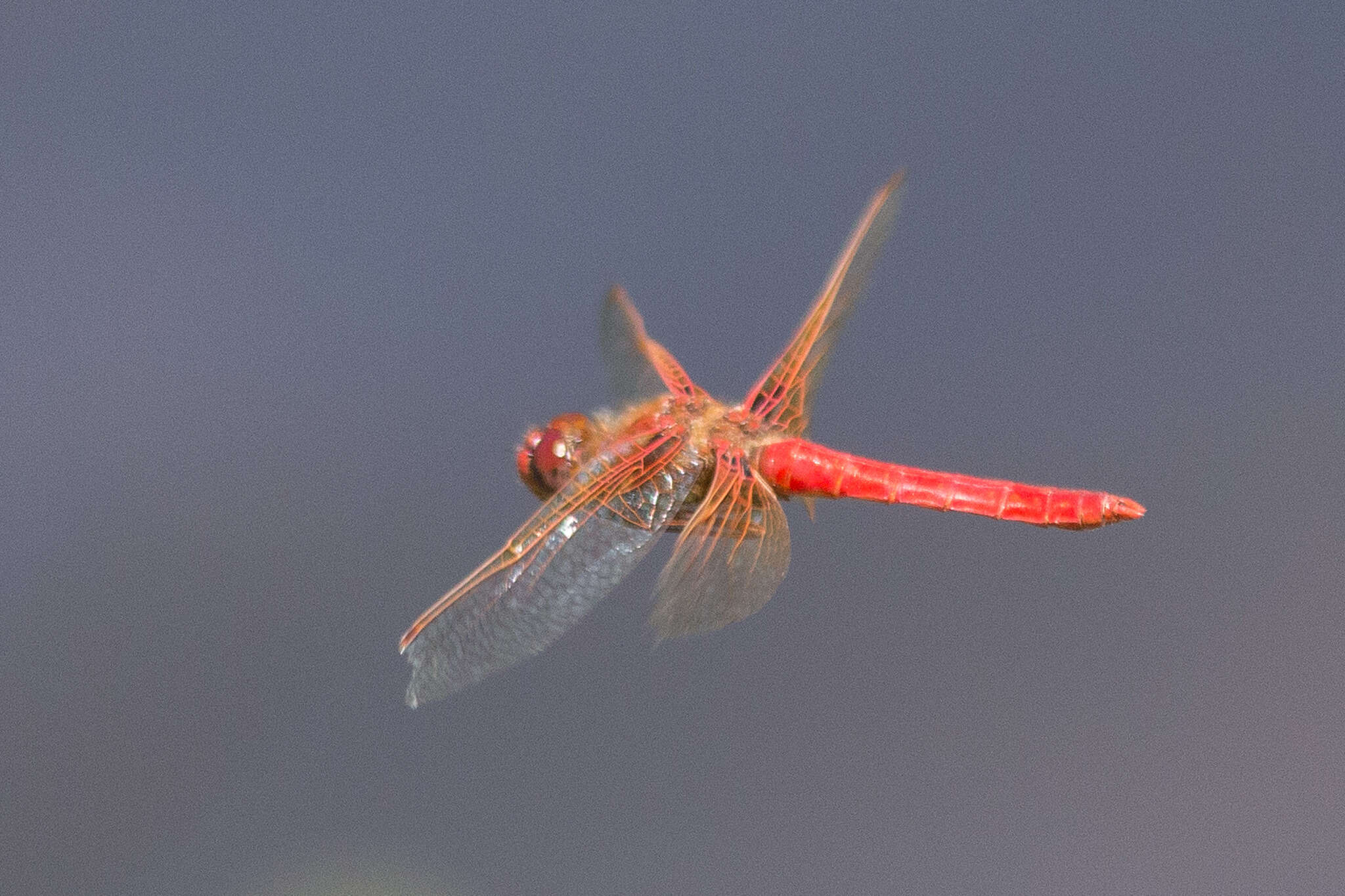 Image of Cardinal Meadowhawk