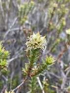 Image of Richea sprengelioides (R. Br.) F. Muell.