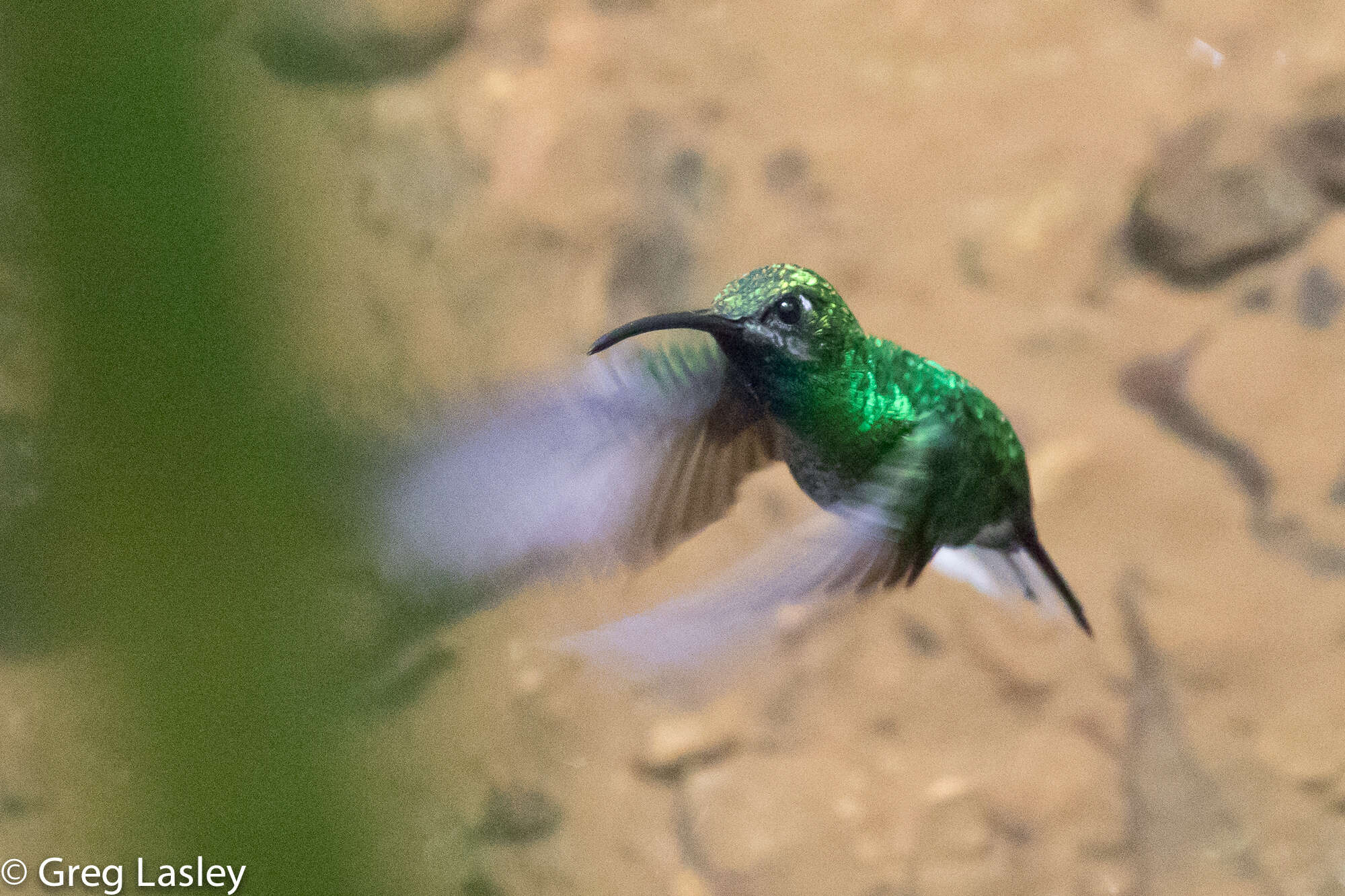 Campylopterus ensipennis (Swainson 1822) resmi