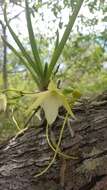 Imagem de Angraecum potamophilum Schltr.