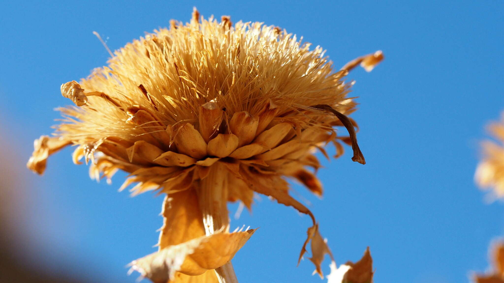 Image of Orcutt's aster