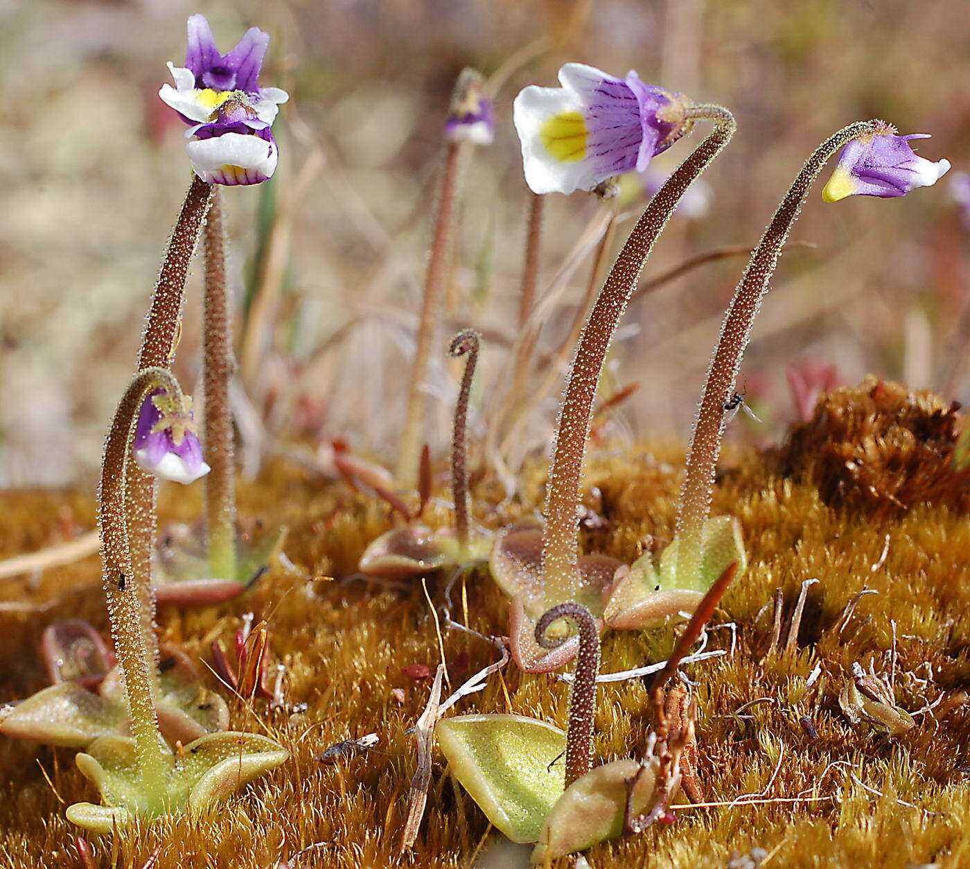 Pinguicula variegata Turcz.的圖片