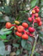 Image of Sorocea briquetii Macbride