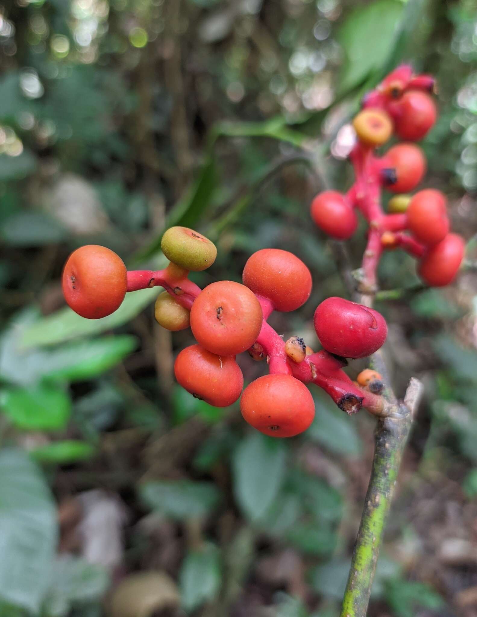 Image of Sorocea briquetii Macbride