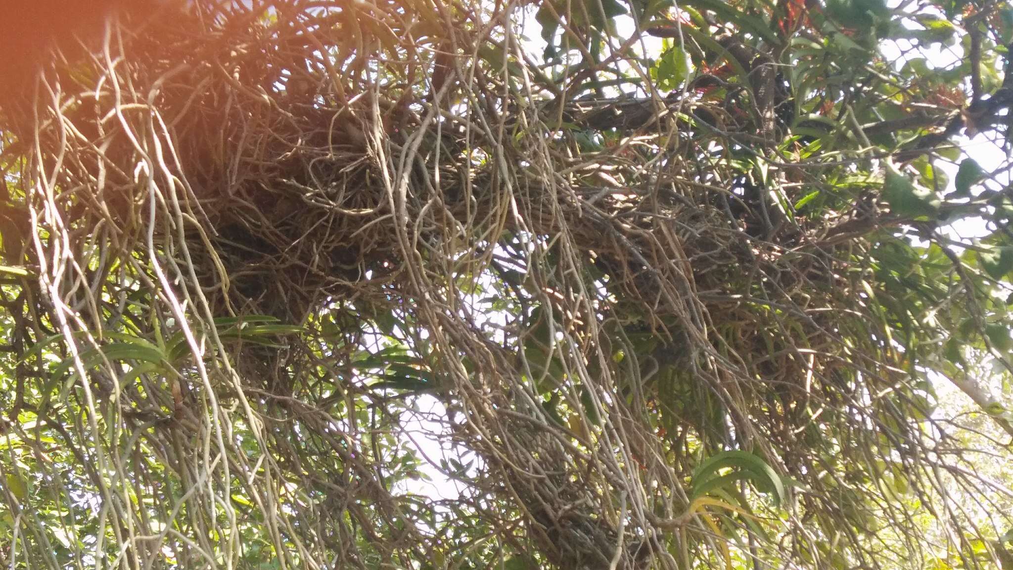 Imagem de Vanda tessellata (Roxb.) Hook. ex G. Don