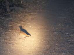 Image of Bronze-winged Courser