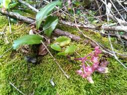 Kalanchoe porphyrocalyx (Bak.) Baill. resmi