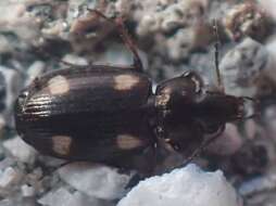 Image of Carabidae