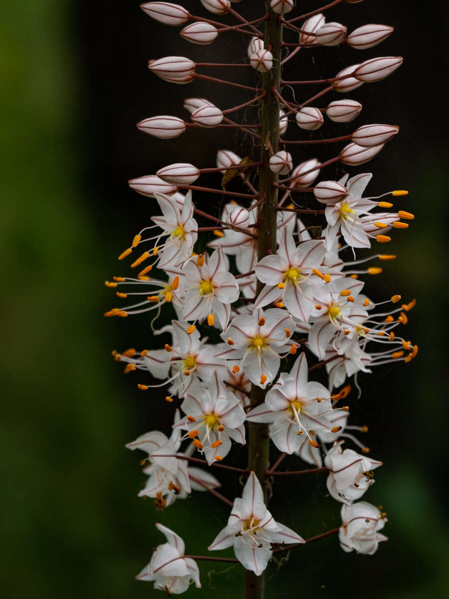 Image of Eremurus tianschanicus Pazij & Vved. ex Pavlov