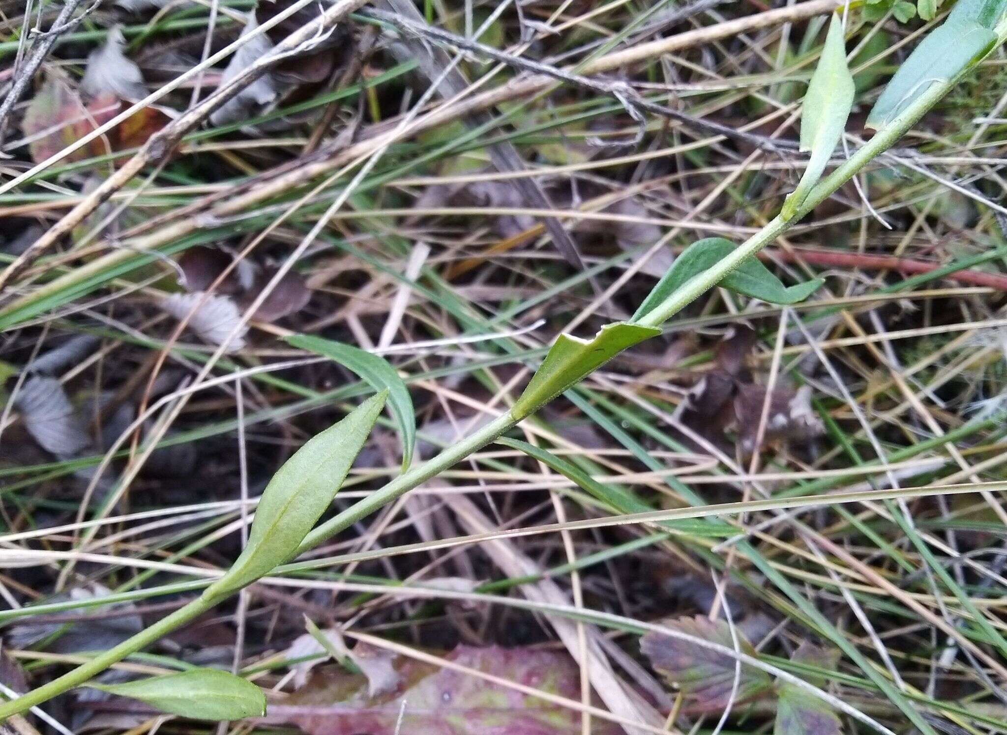 Image of Polygala hybrida Bruegg.