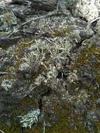 Image of cup lichen