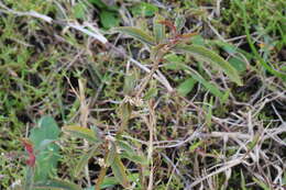 Imagem de Alternanthera denticulata R. Br.