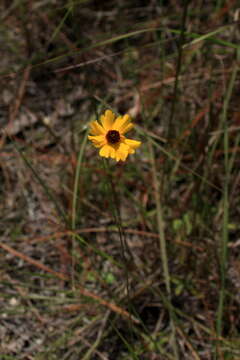 Image of Leavenworth's tickseed