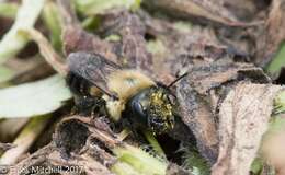 Image de Osmia bucephala Cresson 1864