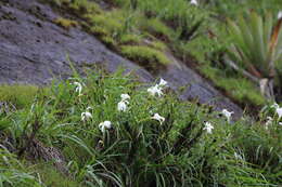 Image de Vellozia candida J. C. Mikan