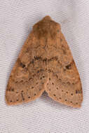 Imagem de Orthosia arthrolita Harvey 1874