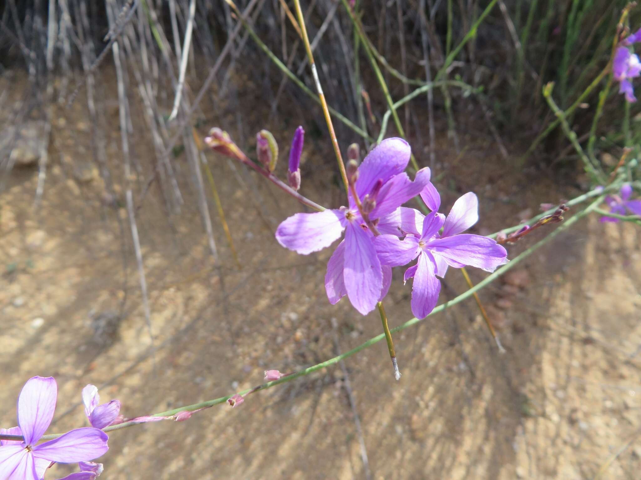 Imagem de Heliophila juncea (P. J. Bergius) Druce