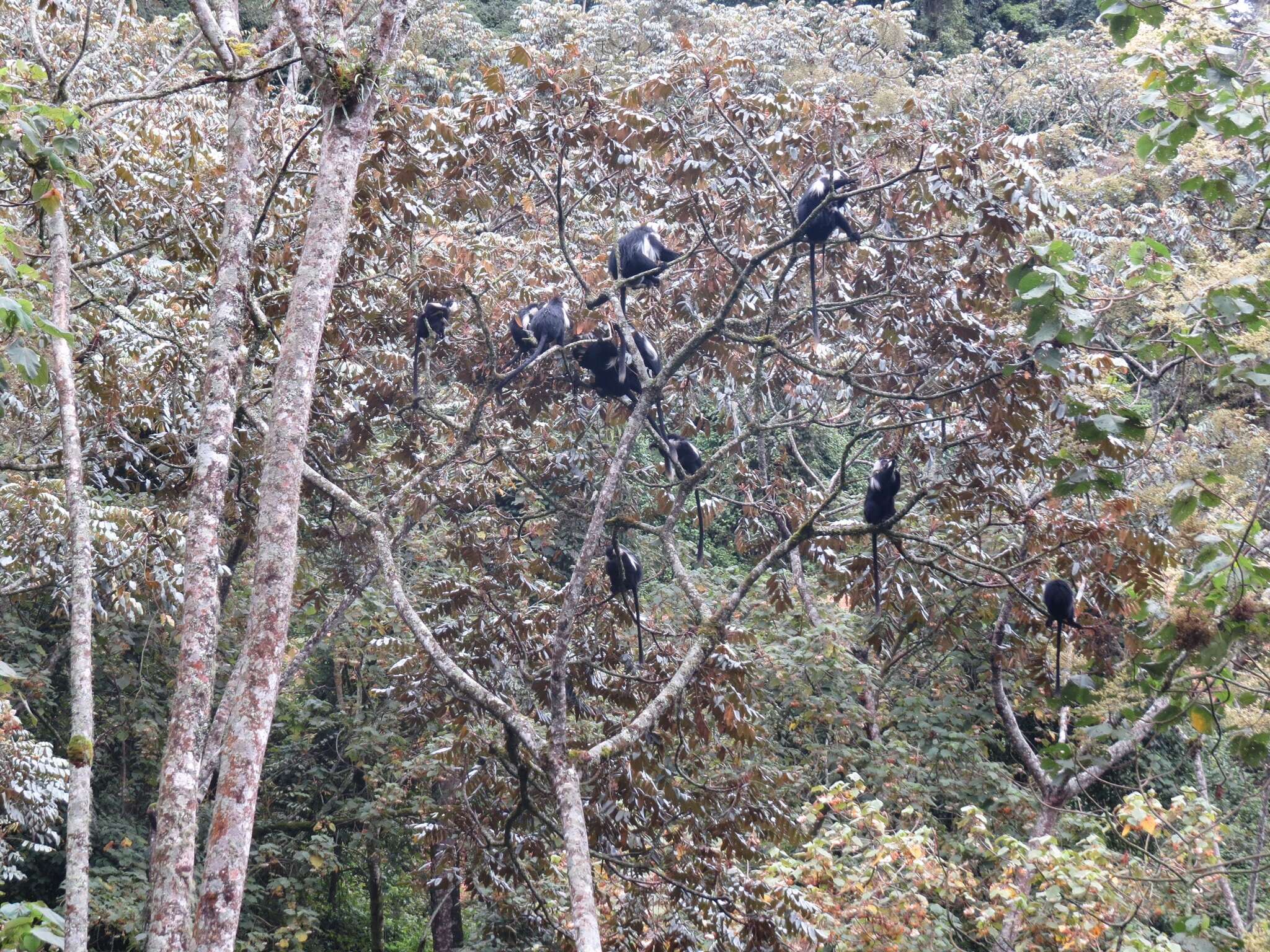 Imagem de Colobus angolensis Sclater 1860