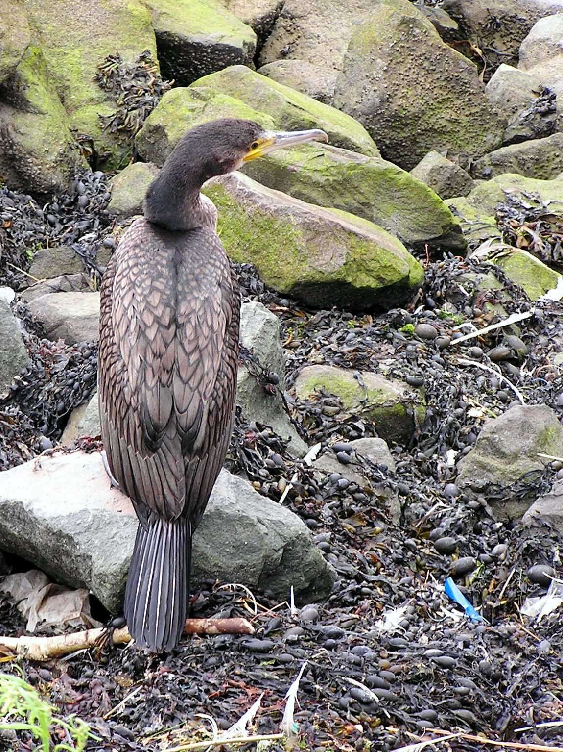 Image of Phalacrocorax carbo sinensis (Staunton 1796)