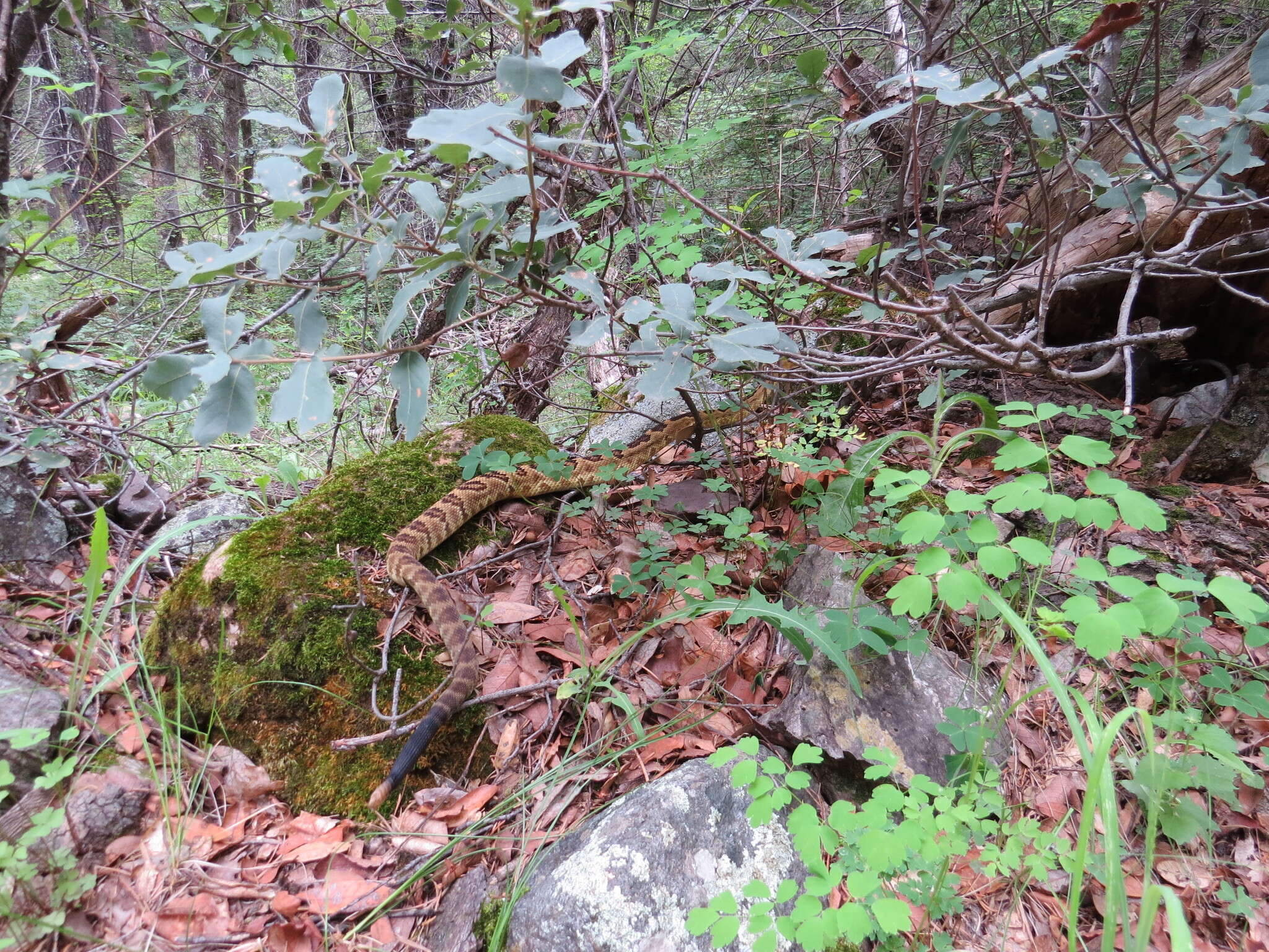 Image of Blacktail Rattlesnake