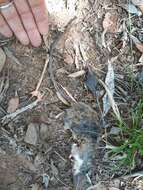 Image of Verreaux's White-footed Rat -- Verreaux's Mouse