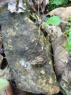 Image of Boreal Chorus Frog