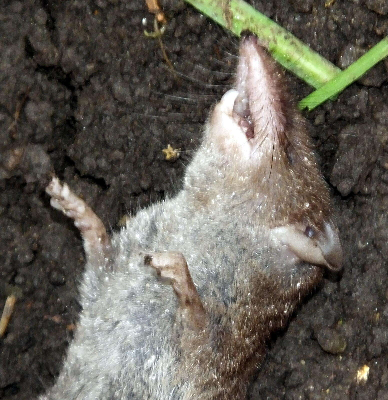 Image de Crocidura flavescens (I. Geoffroy Saint-Hilaire 1827)