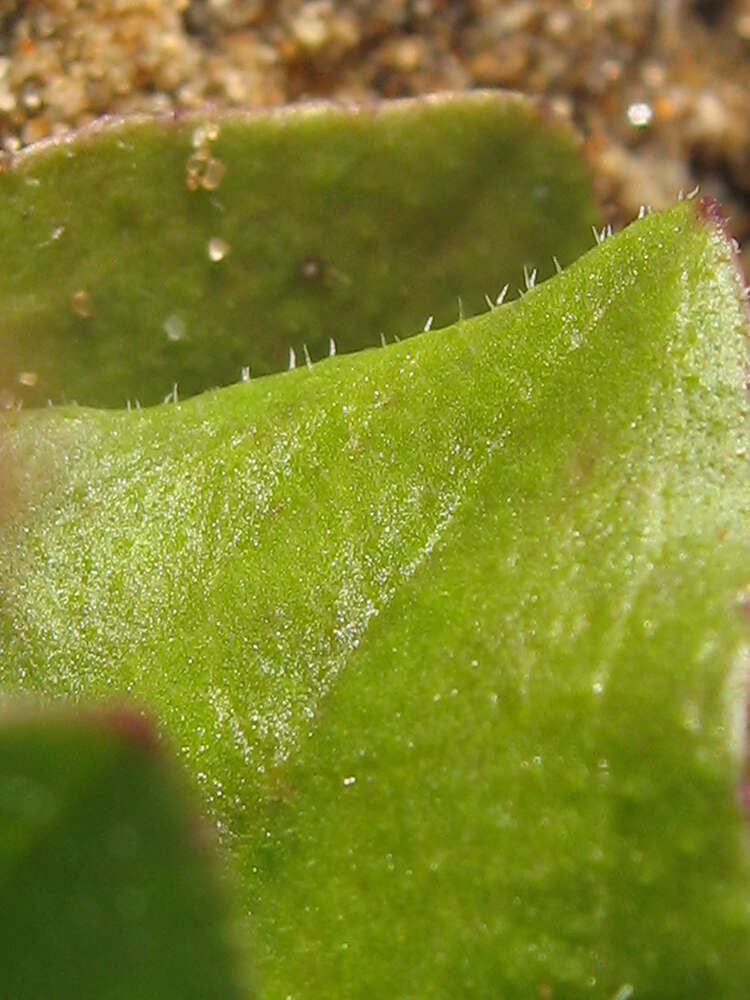 Image of Plantago uliginosa F. W. Schmidt