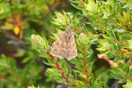 Sivun Chrysolarentia leptophrica (Turner 1922) kuva