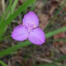 Image de Callisia rosea (Vent.) D. R. Hunt