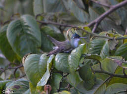 Image of Azure-crowned Hummingbird