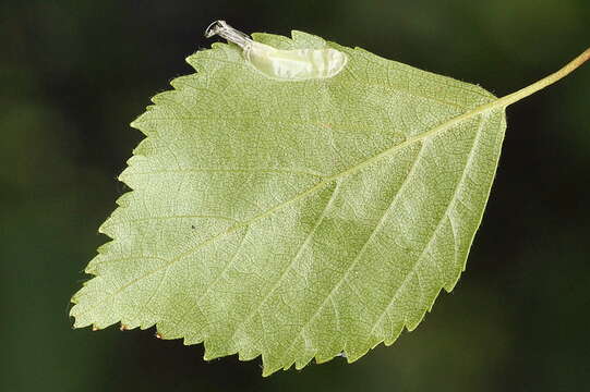 Imagem de Caloptilia betulicola (M. Hering 1928)