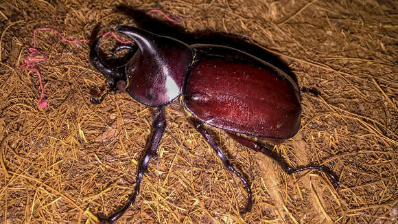 Слика од Xylotrupes meridionalis Prell 1914